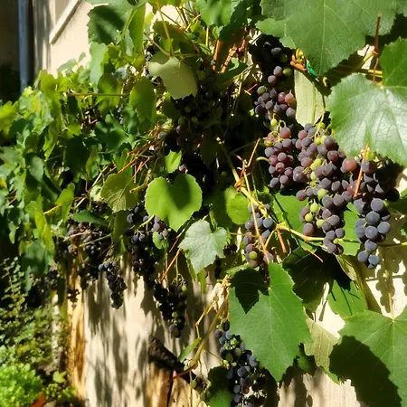 Auf Dem Georgenberg Apartment